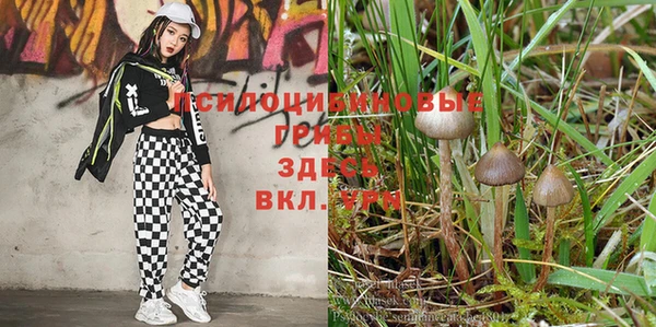 каннабис Арсеньев